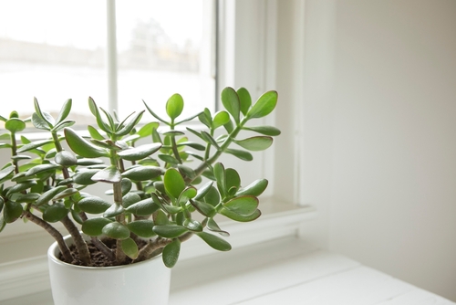 Jade Plant Meaning Benefits Types And Maintenance Tips